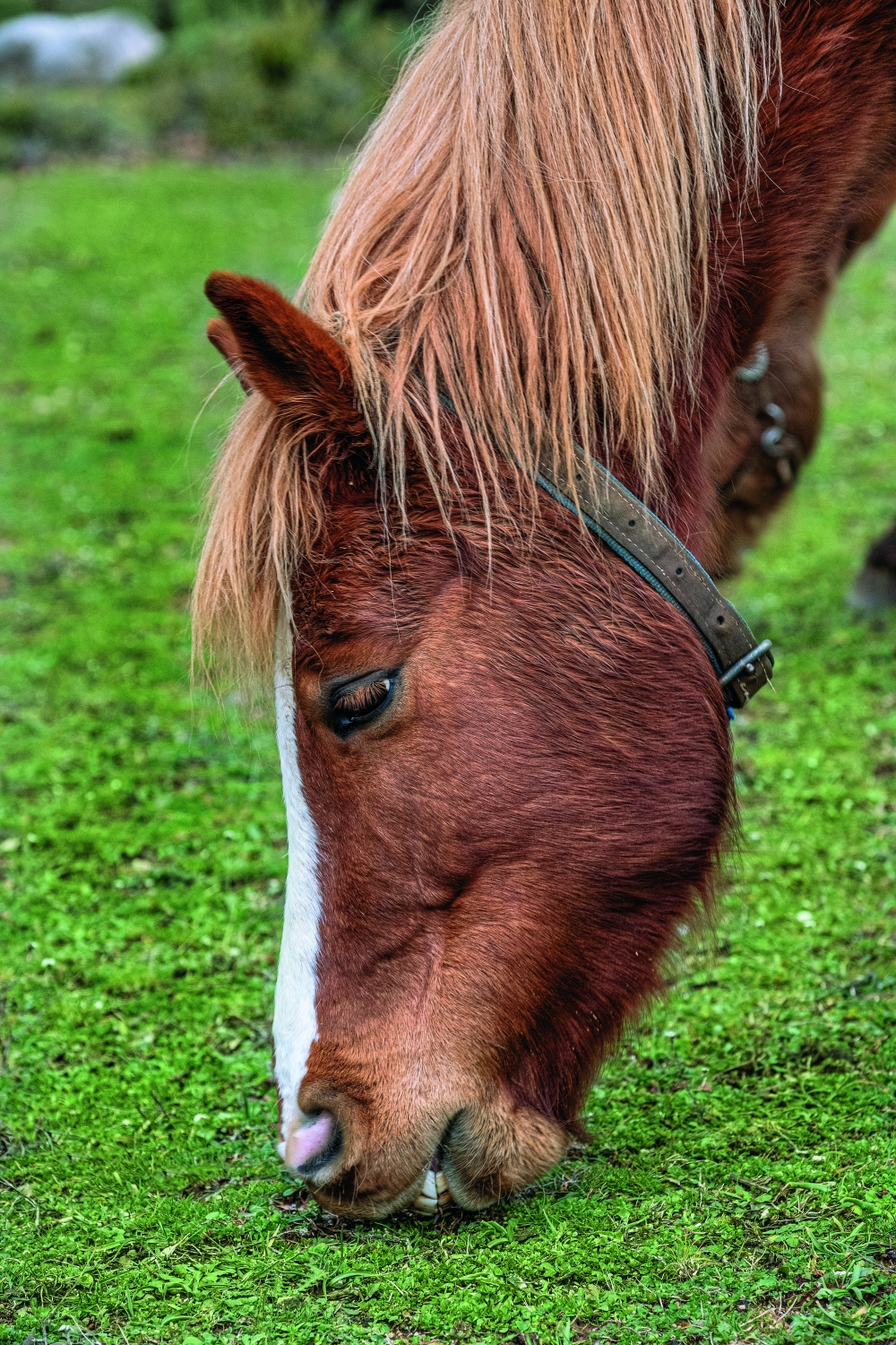 Wild Horses: The unknown heritage of Axios Delta