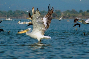 An escape to Lake Kerkini