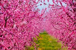 The pink plain of Veria welcomes spring